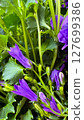 Purple Campanula Flowers and Green Leaves in Shade. 127699386