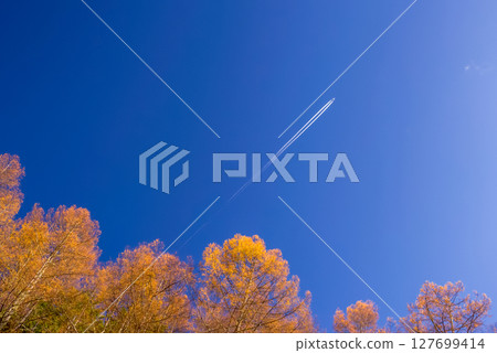 Autumn leaves and airplane clouds Autumn leaves and airplane clouds 127699414