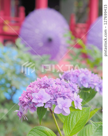 Amabiki Kannon Hydrangea Japanese Umbrella (Sakuragawa City, Ibaraki Prefecture) Amabiki Kannon Hydrangea Japanese Umbrella (Sakuragawa City, Ibaraki Prefecture) 127699415