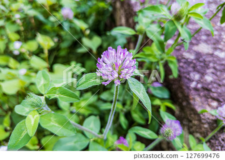 Red-purple flowers of red clover Red-purple flowers of red clover 127699476