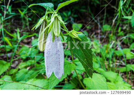 田野裡盛開的粉紅風鈴草花 田野裡盛開的粉紅風鈴草花 127699490