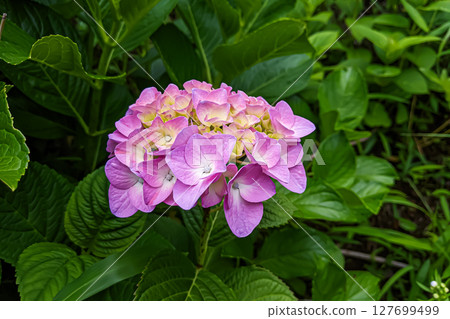 Hydrangea purple flowers 127699499