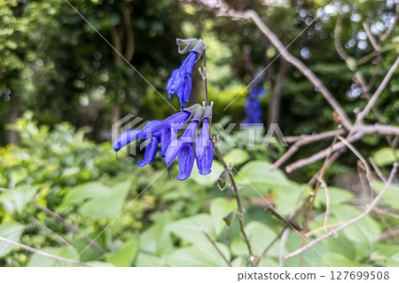 Deep blue flowers of Salvia guaranitica Deep blue flowers of Salvia guaranitica 127699508