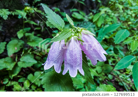 Pink bellflower flowers blooming in the field 127699513