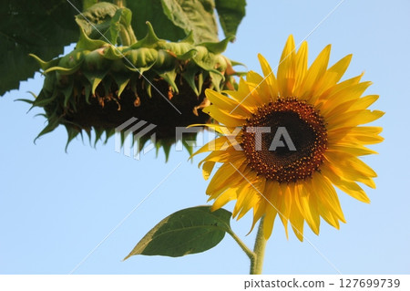 sunflower sunflower 127699739