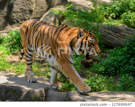 行走的老虎 127699847