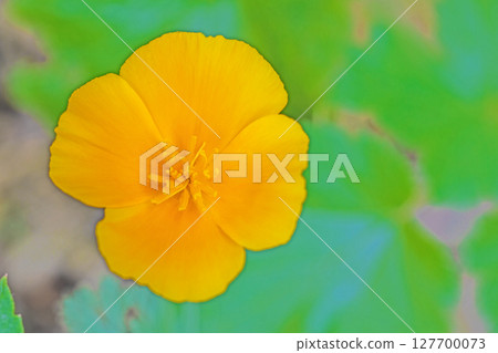 Flowers around the house, various in all seasons. Yellow California poppies add color to the flowerbed in the park. Flowers around the house, various in all seasons. Yellow California poppies add color to the flowerbed in the park. 127700073
