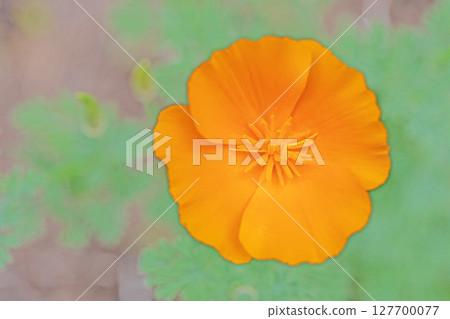 房屋周圍鮮花盛開，四季各異。黃色的加州罌粟花為公園的花壇增添了色彩。 127700077