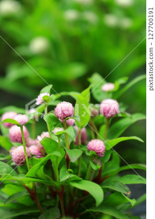 The eternal youth and longevity of the cosmos 127700191