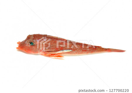 A photo of a Japanese bush warbler taken against a white background A photo of a Japanese bush warbler taken against a white background 127700220