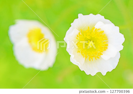 Flowers around the house, various seasons. Colorful Siberian poppies add color to the flower bed in the park. 127700396