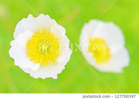Flowers around the house, various seasons. Colorful Siberian poppies add color to the flower bed in the park. 127700397
