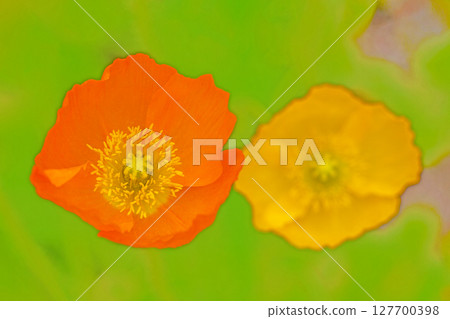 Flowers around the house, various seasons. Colorful Siberian poppies add color to the flower bed in the park. 127700398