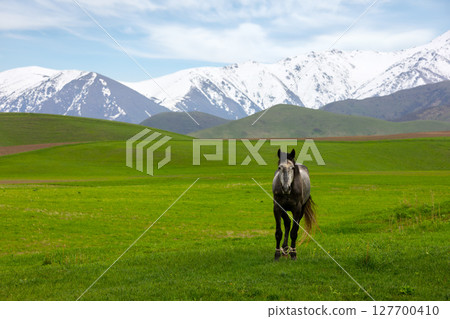 Horse standing in green field with mountains in background in Kyrgyzstan Horse standing in green field with mountains in background in Kyrgyzstan 127700410
