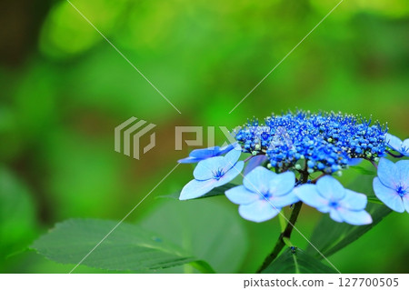 Colorful hydrangea Colorful hydrangea 127700505