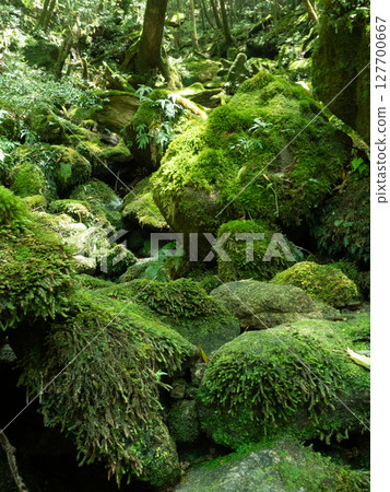 五月陽光明媚的日子，徒步穿越屋久島的苔蘚森林 127700667