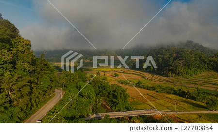 Aerial view fog above the yellow rice field. Aerial view fog above the yellow rice field. 127700834