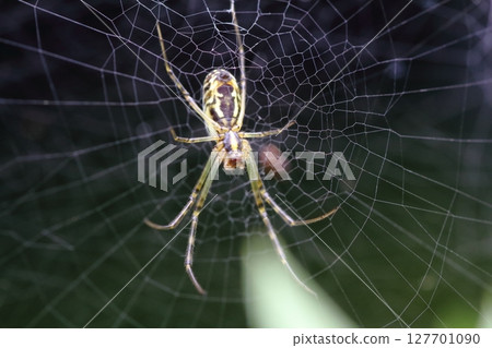 A silver spider waiting for prey in the center of its nest A silver spider waiting for prey in the center of its nest 127701090