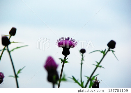 姬川源頭的花景 姬川源頭的花景 127701109