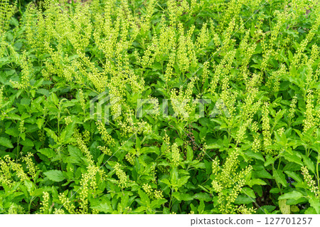 Thai basil field large bush of sweet basil with blooming flower and white petals.Blossom homegrown culinary herb at organic backyard garden nature background of basil native to Southeast Asia. 127701257