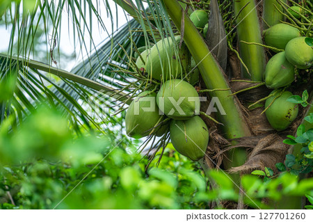Close-up of The green ripe coconut fruit on the coconut tree of the palm tree as a fresh young coconut in the backyard in Thailand 127701260