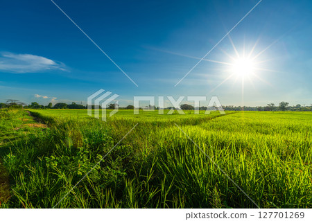 Scenic view landscape of Rice field green grass with field cornfield or in Asia country agriculture harvest with fluffy clouds blue sky daylight background. 127701269