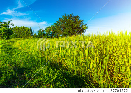 Scenic view landscape of Rice field green grass with field cornfield or in Asia country agriculture harvest with fluffy clouds blue sky daylight background. 127701272