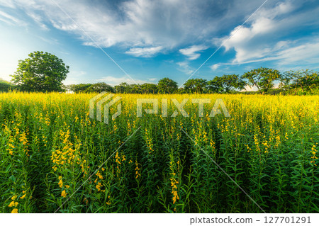 Beautiful landscape scenery of yellow sunn hemp field yellow flowering blooming in fields for soil improvement at sunset sky with white clouds in Thailand. 127701291