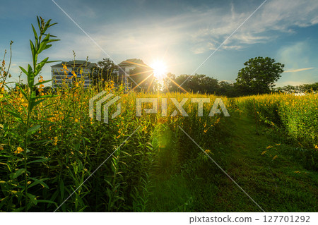 Beautiful landscape scenery of yellow sunn hemp field yellow flowering blooming in fields for soil improvement at sunset sky with white clouds in Thailand. 127701292