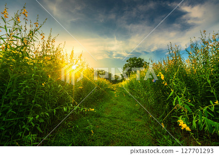 Beautiful landscape scenery of yellow sunn hemp field yellow flowering blooming in fields for soil improvement at sunset sky with white clouds in Thailand. 127701293