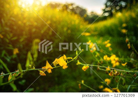 Beautiful of yellow sunn hemp field yellow flowering blooming in fields for soil improvement at sunset sky with white clouds in Thailand. 127701309