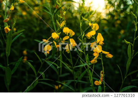 Beautiful of yellow sunn hemp field yellow flowering blooming in fields for soil improvement at sunset sky with white clouds in Thailand. 127701310