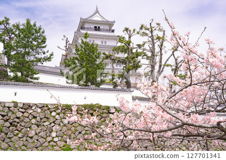 Shimabara Castle in spring with cherry blossoms Shimabara Castle in spring with cherry blossoms 127701341