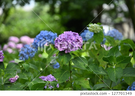 Quiet flowers blooming in the park before summer Quiet flowers blooming in the park before summer 127701349