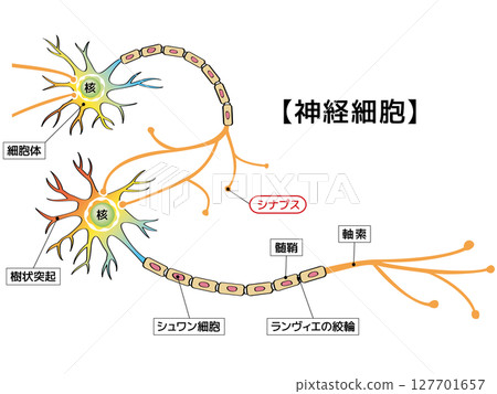 神經訊號傳導 127701657