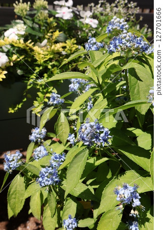 一盆繡球花和馬達加斯加長春花 127701666