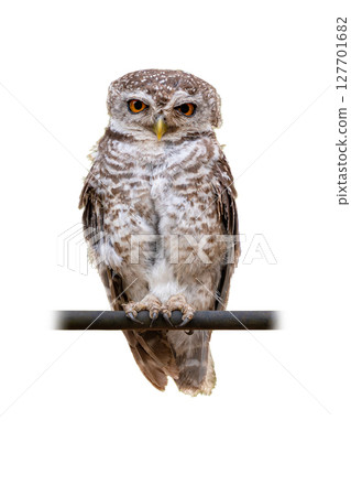 Spotted Owlet perched on branch isolated on white background. 127701682