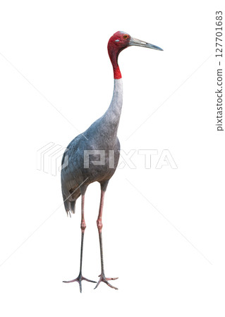 Full body of Sarus Crane standing isolated on white background. 127701683