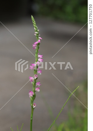 Pink flower of screw screw that blooms in spring field Pink flower of screw screw that blooms in spring field 127701750