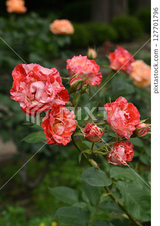 Orange · splash Orange · splash 127701796