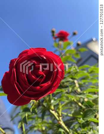 Rose shining in the blue sky Rose shining in the blue sky 127701818