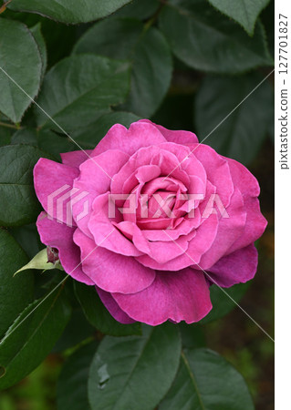 Into league Into league 127701827