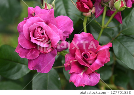 Into league 127701828