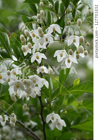 Styrax flower Styrax flower 127701832