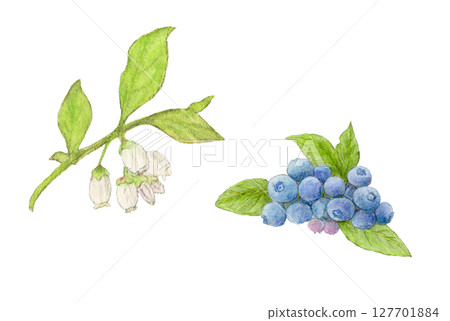藍莓和藍莓花水彩鉛筆插圖 藍莓和藍莓花水彩鉛筆插圖 127701884