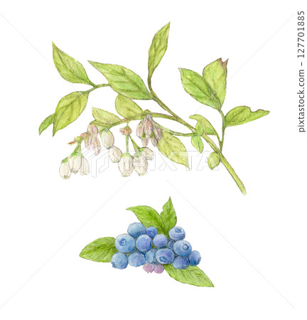 Blueberries and blueberry flowers watercolor pencil illustration Blueberries and blueberry flowers watercolor pencil illustration 127701885