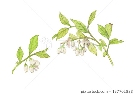 Branch with blueberry flowers watercolor pencil illustration 127701888