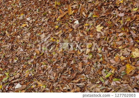 Carpet of fallen leaves Carpet of fallen leaves 127702003