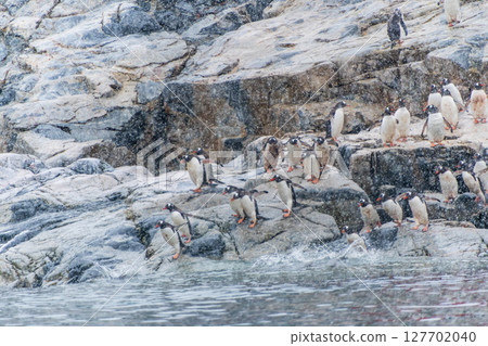 Gentoo Penguins in the snow Gentoo Penguins in the snow 127702040