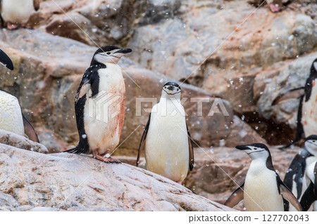 Chinstrap Penguins in the snow Chinstrap Penguins in the snow 127702043